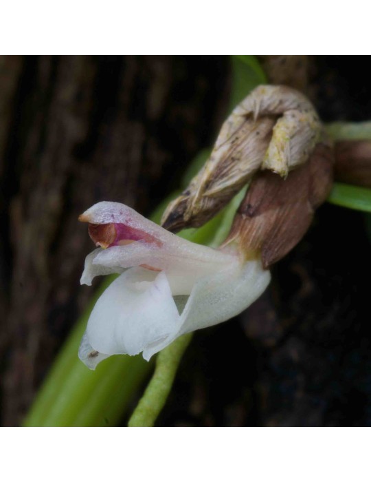 Scaphyglottis confusa
