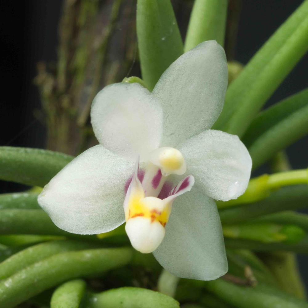 Pteroceras semiteretifolium