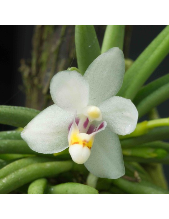 Pteroceras semiteretifolium