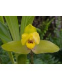 Lycaste Delphine