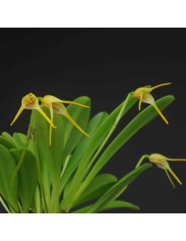 Masdevallia gloriae