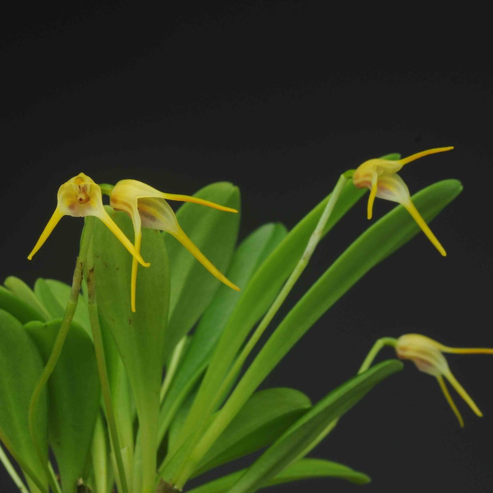 Masdevallia gloriae