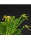 Masdevallia gloriae