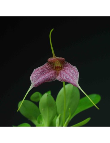 Masdevallia Enez Eusa 2
