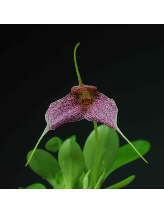 Masdevallia Enez Eusa