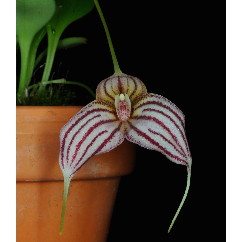 Masdevallia Enez Eusa