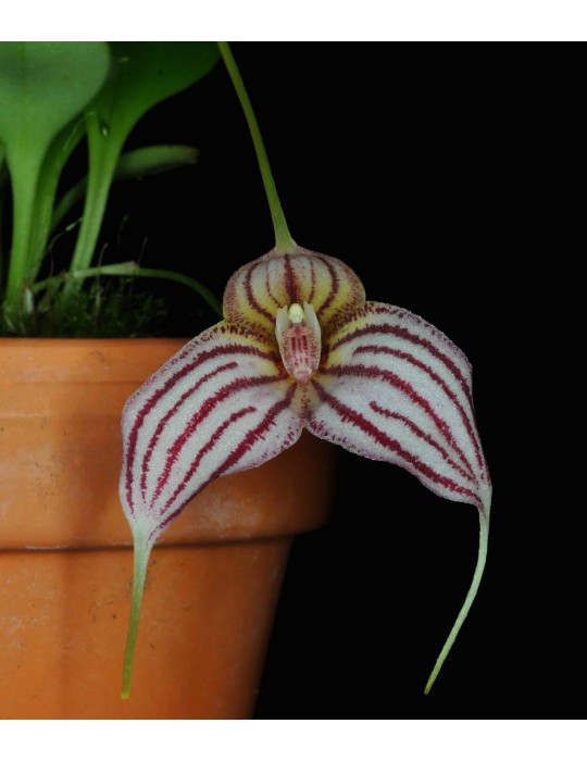 Masdevallia Enez Eusa