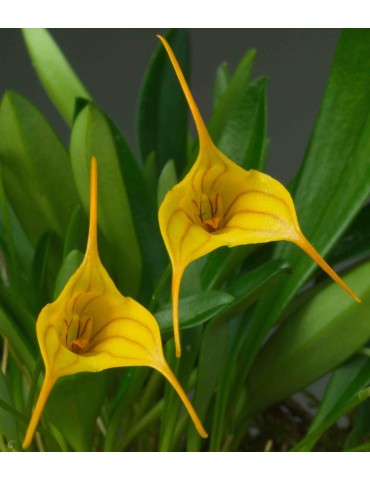 Masdevallia Enez Sun