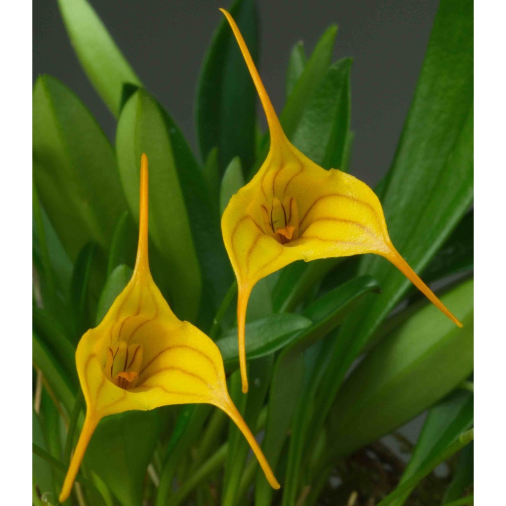 Masdevallia Enez Sun