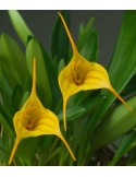 Masdevallia Enez Sun