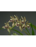 Cymbidium Vogelsang