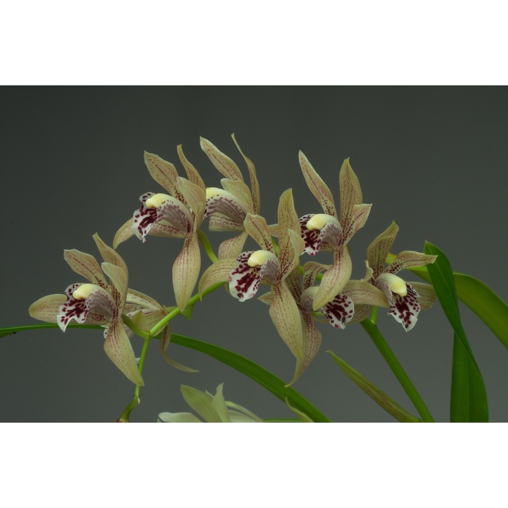 Cymbidium Vogelsang