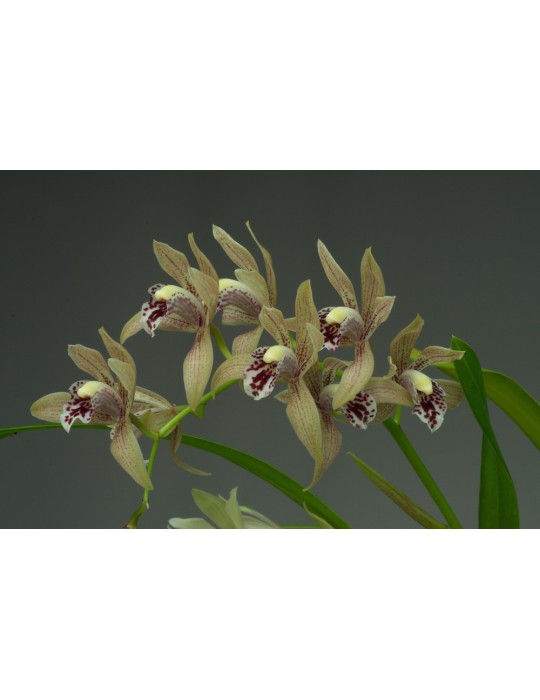 Cymbidium Vogelsang