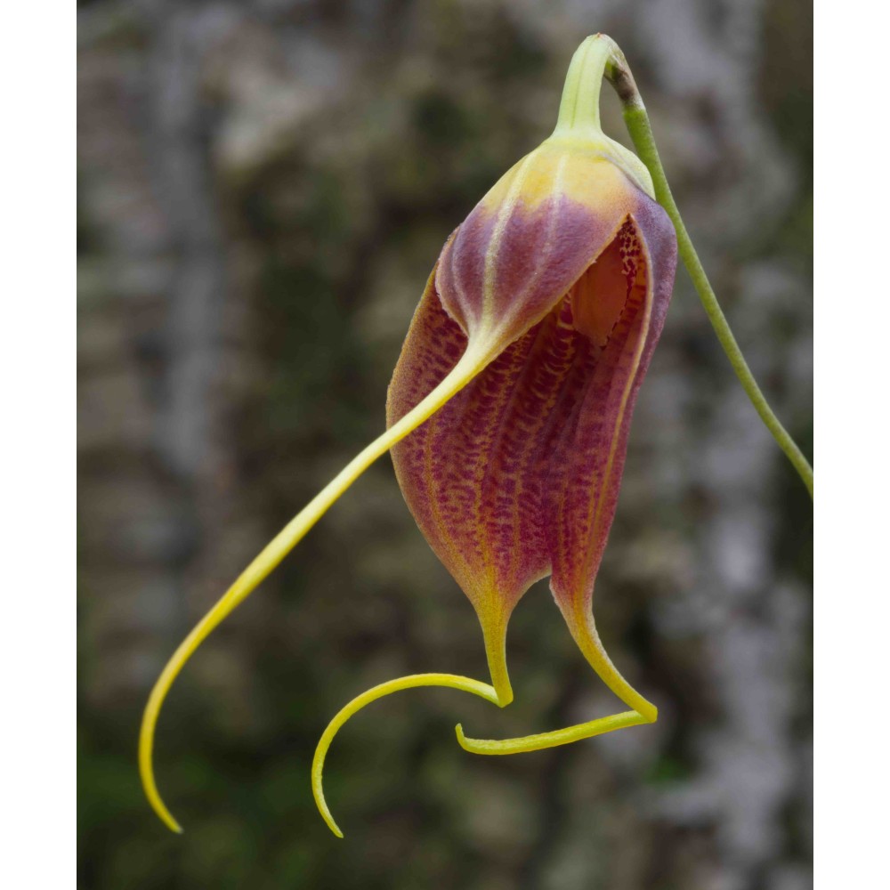 Masdevallia maduroi