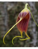 Masdevallia maduroi