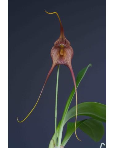 Masdevallia macrura x Dracula hirtzii 'Puiy's' AM/AOS en sphaigne
