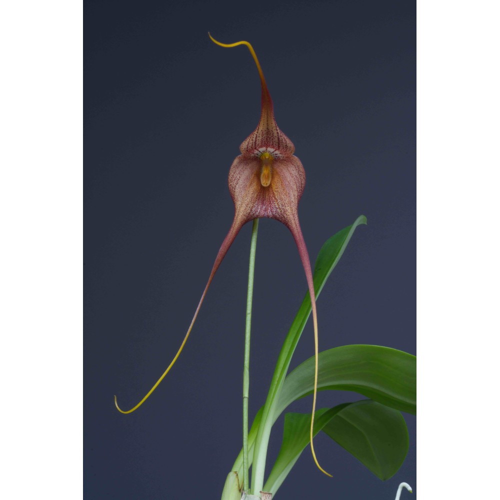 Masdevallia macrura x Dracula hirtzii 'Puiy's' AM/AOS