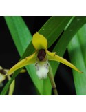 Maxillaria chrysantha