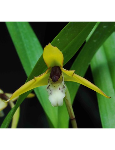 Maxillaria chrysantha