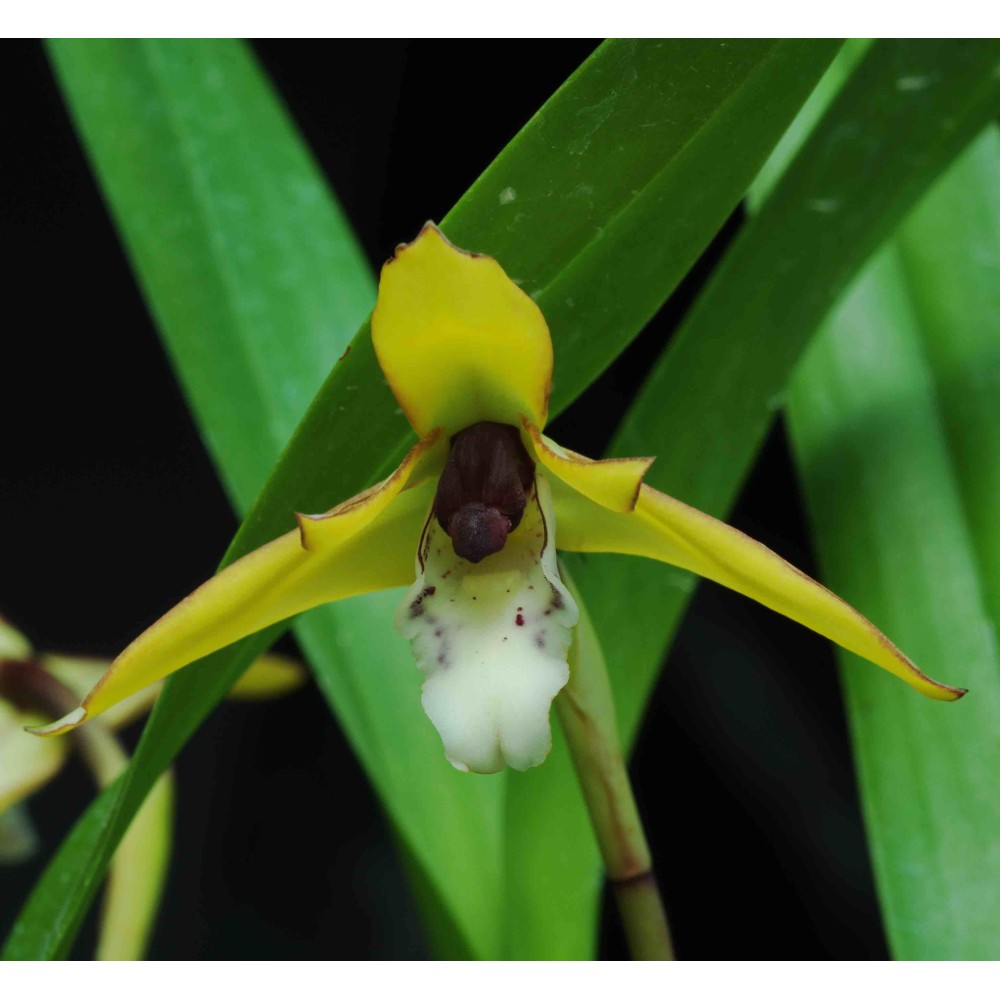 Maxillaria chrysantha