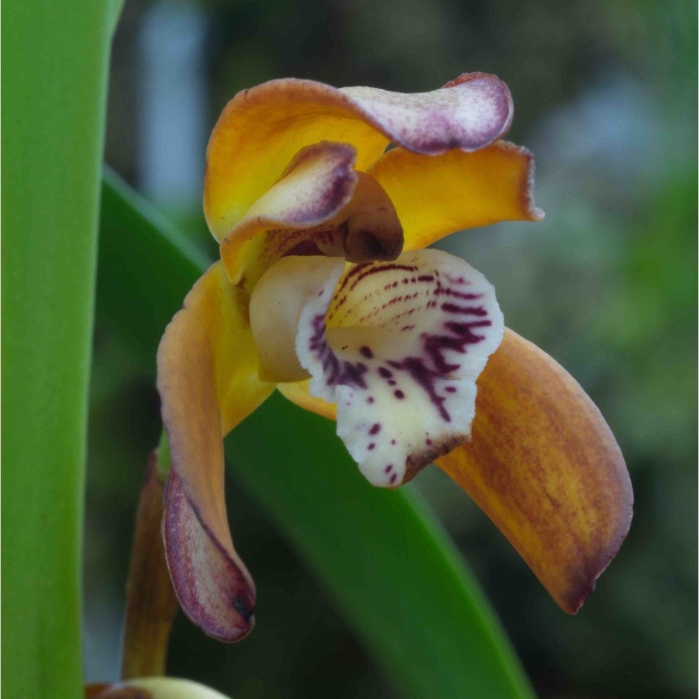 Maxillaria consanguinea