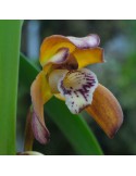 Maxillaria consanguinea
