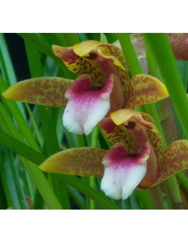 Maxillaria sanguinea en sphaigne