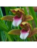 Maxillaria sanguinea