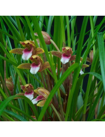 Maxillaria sanguinea 2