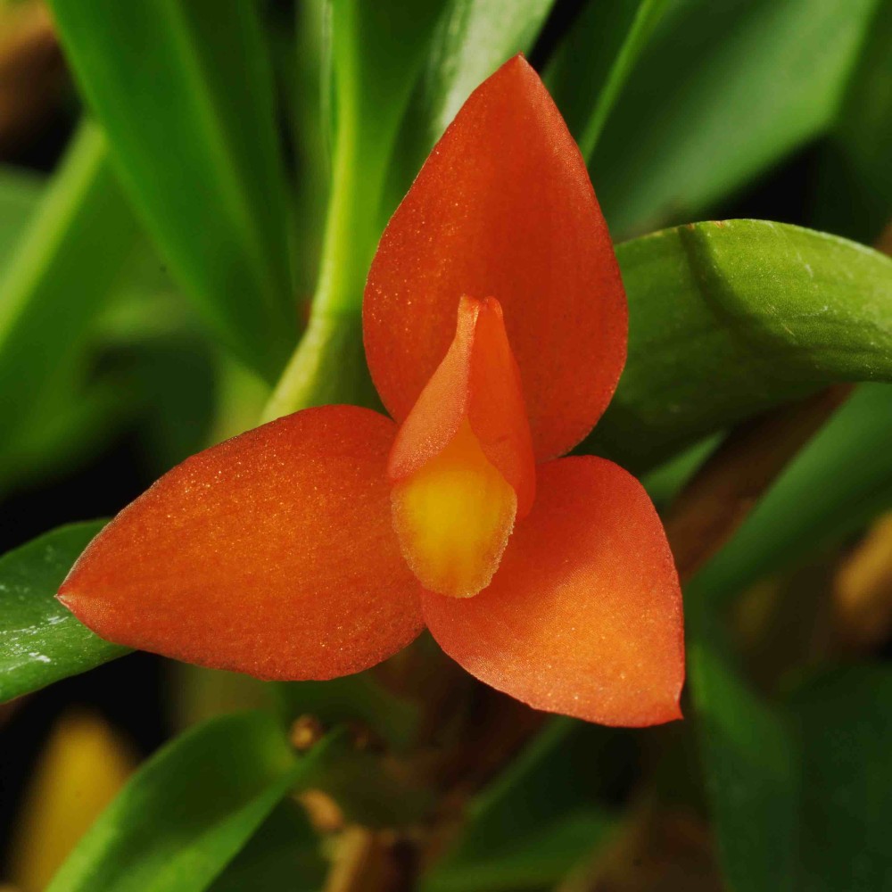 Maxillaria schunkeana
