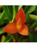 Maxillaria schunkeana