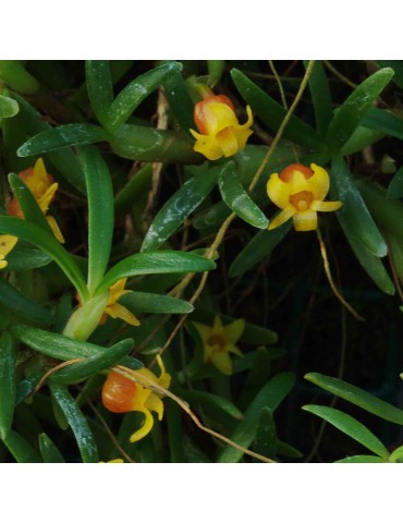 Mediocalcar decoratum sur plaque