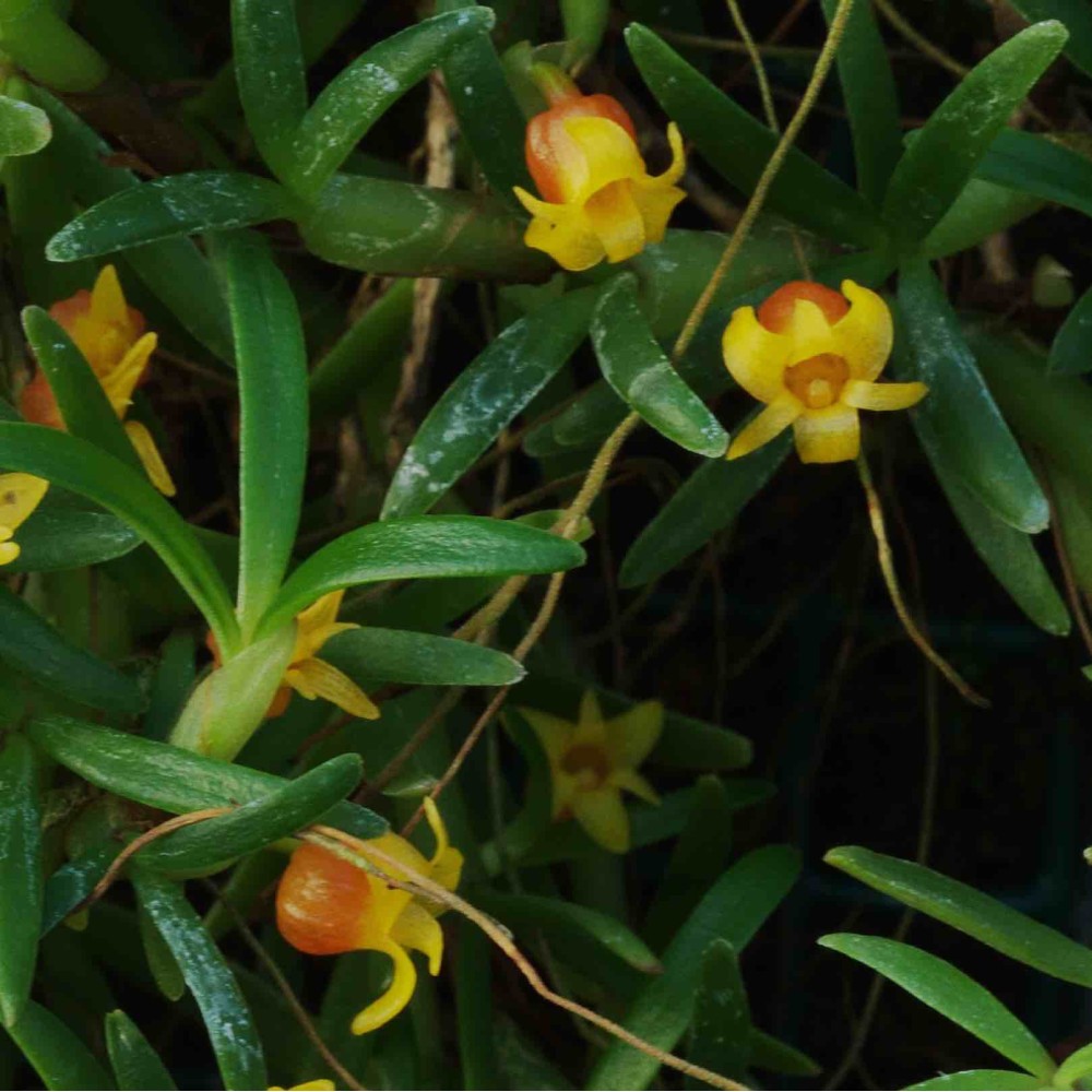 Maxillaria sanguinea