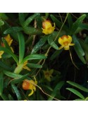 Maxillaria sanguinea