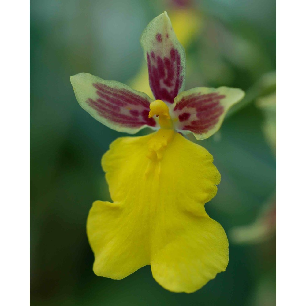 Mexicoa ghiesbrechtiana