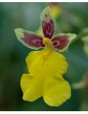 Mexicoa ghiesbrechtiana