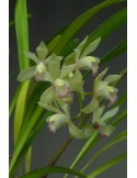 Cymbidium Vogelsang