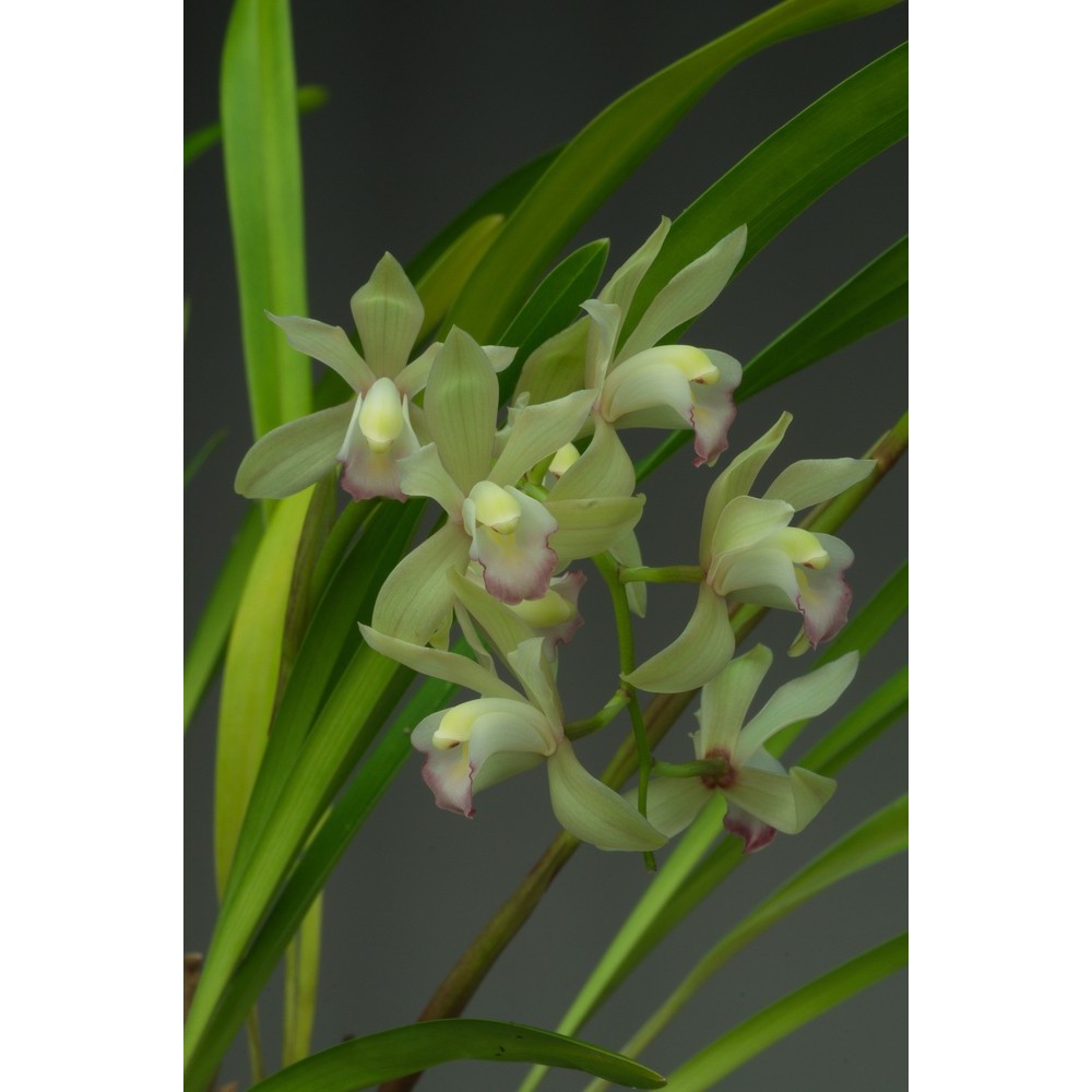 Cymbidium Vogelsang