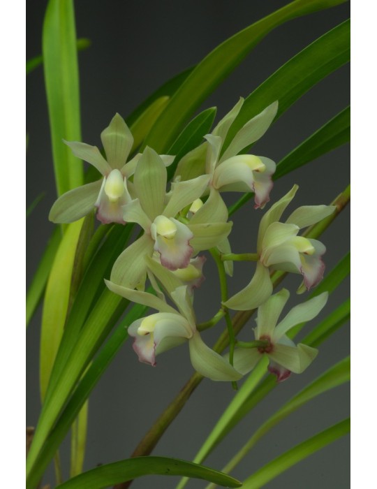 Cymbidium Vogelsang