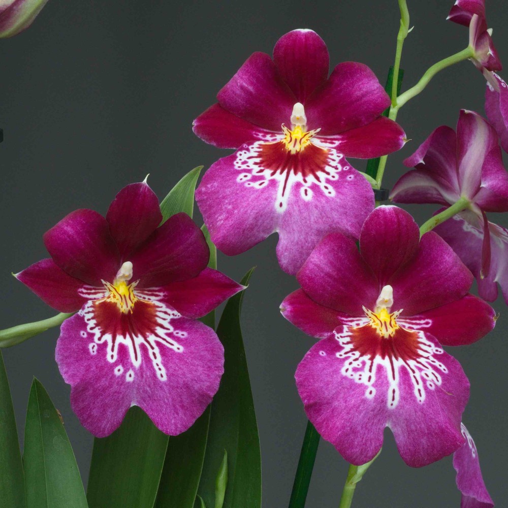 Miltoniopsis Firewater