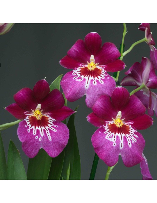 Miltoniopsis Firewater