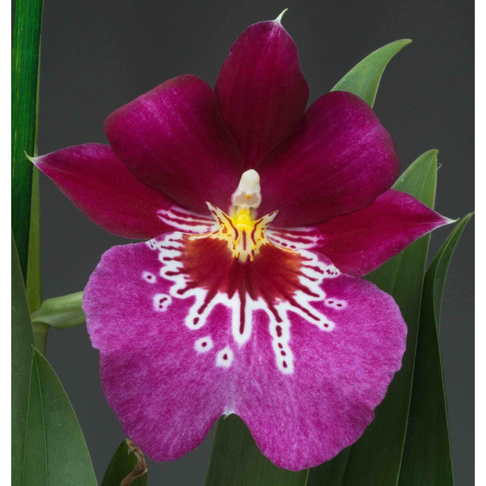 Miltoniopsis Firewater Miltoniopsis Firewater