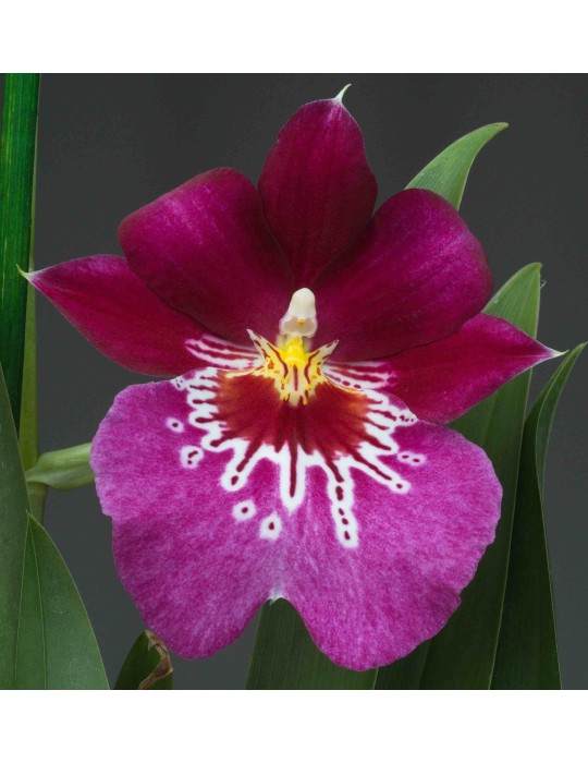 Miltoniopsis Firewater Miltoniopsis Firewater