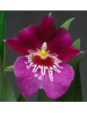 Miltoniopsis Firewater