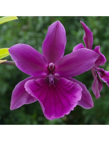 Miltonia Honolulu