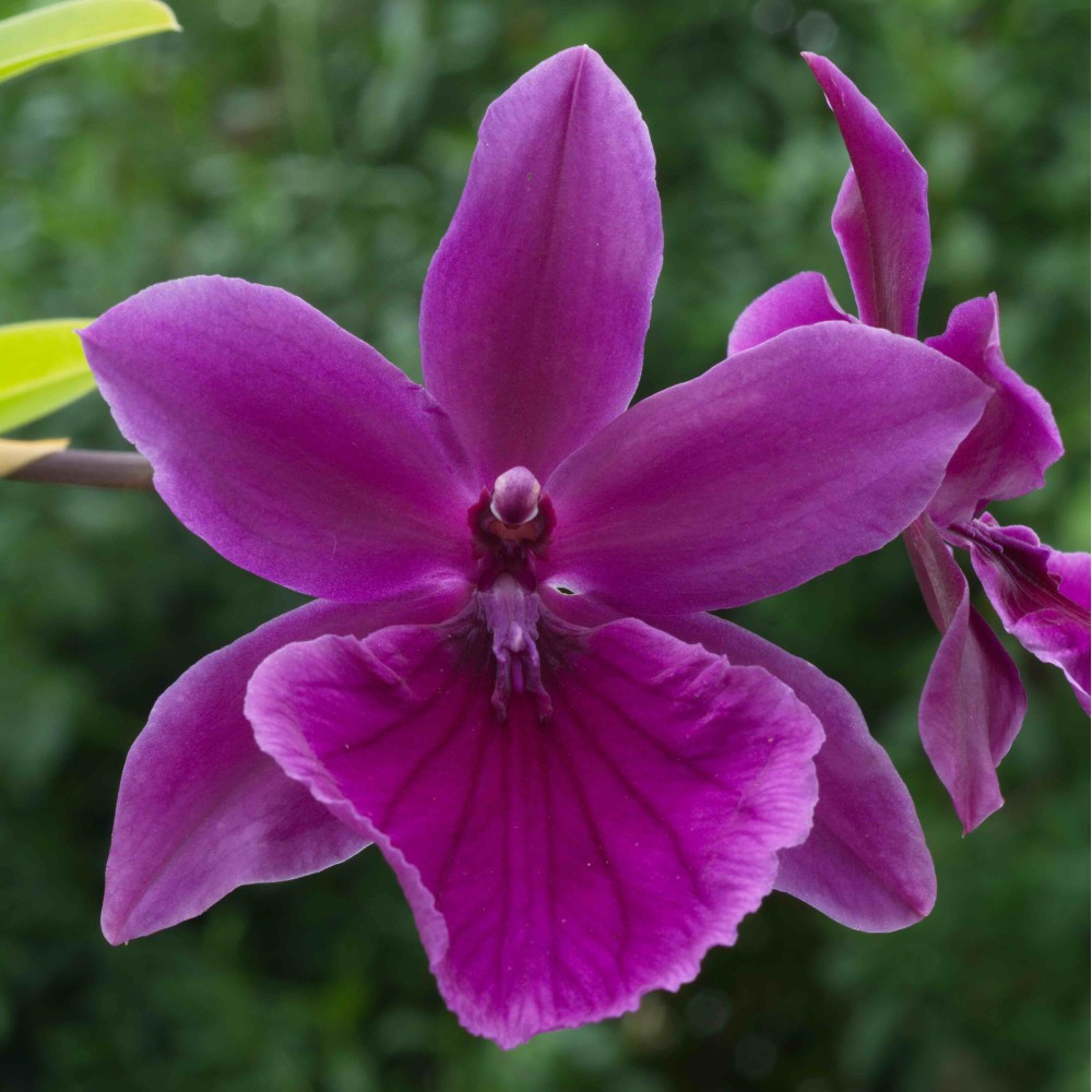 Miltonia Honolulu Miltonia Honolulu