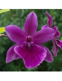 Miltonia Honolulu