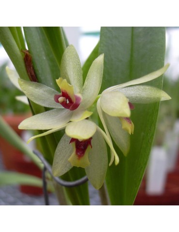 Octomeria grandiflora