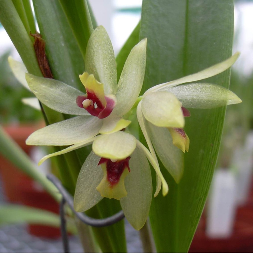 Octomeria grandiflora