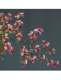 Oncidium Twinkle 'Red Fantasy'